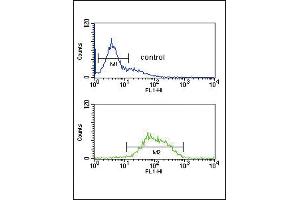 LCAT Antibody (Center) (ABIN653825 and ABIN2843093) flow cytometric analysis of K562 cells (bottom histogram) compared to a negative control cell (top histogram). (LCAT Antikörper  (AA 285-313))