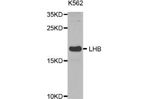 Western Blotting (WB) image for anti-Luteinizing Hormone beta Polypeptide (LHB) antibody (ABIN1873543) (LHB Antikörper)