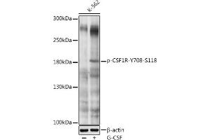 Western blot analysis of extracts of K-562 cells, using Phospho-CSF1R-Y708 antibody (ABIN6135205, ABIN6136052, ABIN6136053 and ABIN6225625) at 1:1000 dilution. (CSF1R Antikörper  (pTyr708))