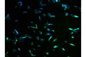 Immunofluorescence staining of MCF-7 cells with ABIN7157259 at 1:100, counter-stained with DAPI. (KBTBD7 Antikörper  (AA 475-684))