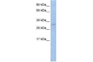 WB Suggested Anti-TRP53 Antibody Titration:  2. (p53 Antikörper  (C-Term))