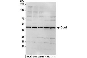 anti-Obg-Like ATPase 1 (OLA1) (AA 50-100) antibody