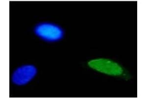 IF analysis of HPV-11 E2 protein in U2OS cells. (Human Papilloma Virus 11 E2 (HPV-11 E2) Antikörper)