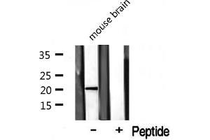 Western blot analysis on mouse brain lysate using COX42 Antibody (COX4I2 Antikörper  (Internal Region))