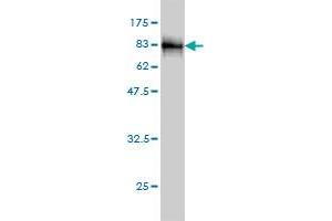 Western Blotting (WB) image for anti-Coronin, Actin Binding Protein, 1B (CORO1B) (AA 1-489) antibody (ABIN566100)