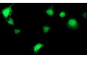 Anti-SEC14L2 mouse monoclonal antibody (ABIN2455048) immunofluorescent staining of COS7 cells transiently transfected by pCMV6-ENTRY SEC14L2 (RC215994). (SEC14L2 Antikörper)