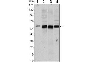 Western blot analysis using AKT1 mouse mAb against NIH/3T3 (1), Hela (2),COS7 (3) and Jurkat (4) cell lysate.