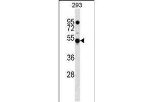 Western blot analysis in 293 cell line lysates (35ug/lane). (KLHDC4 Antikörper  (AA 237-265))