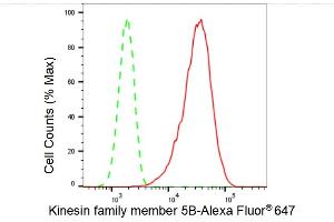 Flow cytometric analysis of Kinesin family member 5B expression in C2C12 cells using Kinesin family member 5B antibody (ABIN7799208), 1:2,000). (Rekombinanter KIF5B Antikörper)