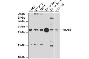 Western blot analysis of extracts of various cell lines, using MF antibody (ABIN6129581, ABIN6143784, ABIN6143785 and ABIN6214399) at 1:1000 dilution. (MFAP2 Antikörper  (AA 18-183))