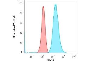 Flow Cytometric Analysis of paraformaldehyde-fixed K562 cells. (Moesin Antikörper)