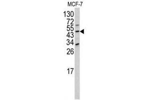 Image no. 1 for anti-Dom-3 Homolog Z (DOM3Z) (N-Term) antibody (ABIN452921) (DOM3Z Antikörper  (N-Term))