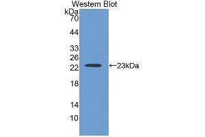 Western Blotting (WB) image for anti-Thrombospondin 1 (THBS1) (AA 24-221) antibody (ABIN1078565) (Thrombospondin 1 Antikörper  (AA 24-221))