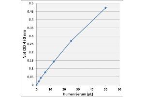 BCCA Detection in Human Serum using the Branched Amino Acid Assay Kit.