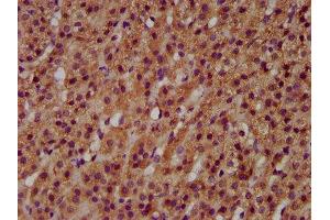 IHC image of ABIN7145412 diluted at 1:600 and staining in paraffin-embedded human adrenal gland tissue performed on a Leica BondTM system. (MGAT3 Antikörper  (AA 435-533))