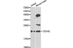 Western blot analysis of extracts of various cell lines, using CDC42 antibody. (CDC42 Antikörper  (AA 25-191))