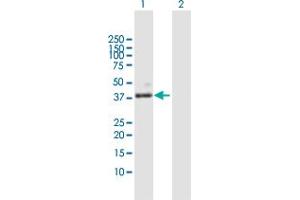 Western Blot analysis of PLA2G15 expression in transfected 293T cell line by PLA2G15 MaxPab polyclonal antibody.
