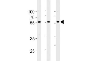 Western blot analysis in 293,A549,Ramos cell line lysates (35ug/lane).
