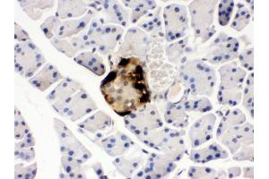 Anti- GLP1 Picoband antibody, IHC(P) IHC(P): Mouse Pancreas Tissue (Glucagon Antikörper  (N-Term))