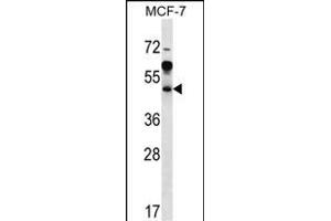 ARFIP1 Antibody (Center) (ABIN656916 and ABIN2846111) western blot analysis in MCF-7 cell line lysates (35 μg/lane). (ARFIP1 Antikörper  (AA 147-176))