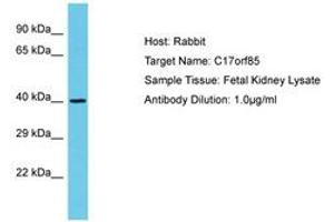 Image no. 1 for anti-Chromosome 17 Open Reading Frame 85 (C17ORF85) (AA 515-564) antibody (ABIN6750631) (C17ORF85 Antikörper  (AA 515-564))