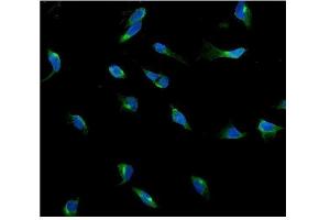 IF analysis of USP15 using anti-USP15 antibody (ABIN7602141). (USP15 Antikörper  (AA 6-583))