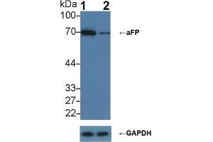Knockout Varification: ;Lane 1: Wild-type HepG2 cell lysate; ;Lane 2: aFP knockout HepG2 cell lysate; ;Predicted MW: 69kDa ;Observed MW: 70kDa;Primary Ab: 2µg/ml Rabbit Anti-Human aFP Ab;Second Ab: 0.