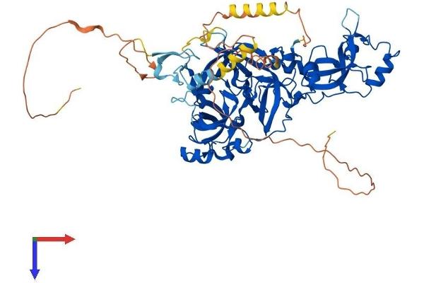 MBTD1 Protein (AA 1-628) (His tag)