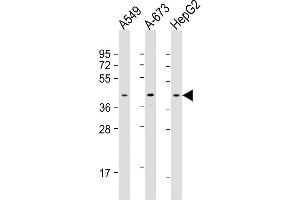 All lanes : Anti-CSNK2A3 Antibody (C-Term) at 1:1000 dilution Lane 1: A549 whole cell lysate Lane 2: A-673 whole cell lysate Lane 3: HepG2 whole cell lysate Lysates/proteins at 20 μg per lane. (CSNK2A3 Antikörper  (AA 296-330))