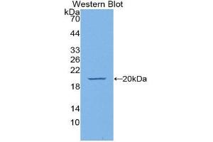 Western Blotting (WB) image for anti-Endothelial Cell-Specific Molecule 1 (ESM1) (AA 22-184) antibody (ABIN1175699)