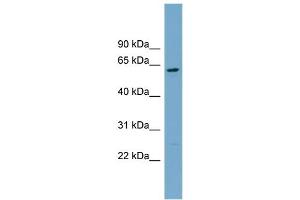 WB Suggested Anti-CNDP2  Antibody Titration: 0. (CNDP2 Antikörper  (Middle Region))