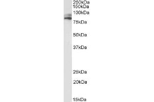 ABIN4902792 (1µg/ml) staining of HepG2 lysate (35µg protein in RIPA buffer). (VPS16 Antikörper)
