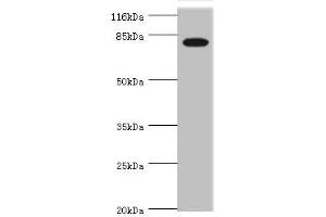 Western blot All lanes: IL31RA antibody at 1. (IL31RA Antikörper  (AA 1-300))