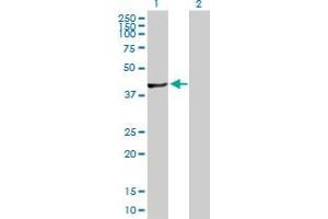 Western Blot analysis of FGGY expression in transfected 293T cell line by FGGY MaxPab polyclonal antibody. (FGGY Antikörper  (AA 1-439))
