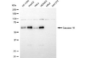 Western blotting analysis using caspase 10 antibody (ABIN7797887). (Rekombinanter Caspase 10 Antikörper)