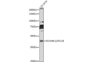 Western blot analysis of extracts of SH-SY5Y cells, using DC/DC/DCLK1 antibody (ABIN6134321, ABIN6139438 and ABIN7101849) at 1:1000 dilution.