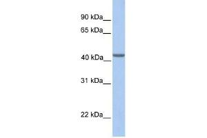 EIF3H antibody used at 0. (EIF3H Antikörper  (N-Term))