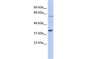 WB Suggested Anti-ZNF8 Antibody Titration:  0. (ZNF8 Antikörper  (N-Term))