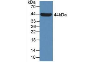 Western Blot; Sample: Recombinant GLa, Human. (GLA Antikörper  (AA 81-429))