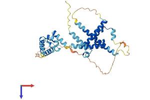 AlphaFold protein structure predicition of Human Recombinant CCDC97 Protein, UniprotID Q96F63 (CCDC97 Protein (AA 1-343) (His tag))
