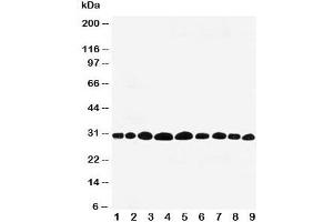 Western blot testing of Prohibitin antibody and rat samples 1: lung;  2: skeletal muscle;  3: brain;  4: kidney; and 5: human HeLa;  6: (h) MCF-7;  7: (r) PC-12;  8: (h) A549;  9: (h) SMMC-7721 cell lysate. (Prohibitin Antikörper  (C-Term))