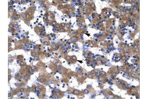 Image no. 1 for anti-Voltage-Dependent Anion Channel 1 (VDAC1) (C-Term) antibody (ABIN202157)