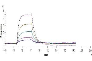 Surface Plasmon Resonance (SPR) image for Transferrin Receptor (p90, CD71) (TFRC) (AA 89-760) protein (Fc Tag) (ABIN7275701)