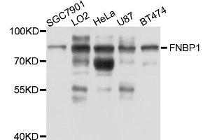 Western blot analysis of extract of various cells, using FNBP1 antibody. (FNBP1 Antikörper)