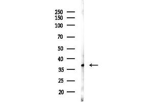 anti-Glycophorin C (GYPC) (Internal Region) antibody