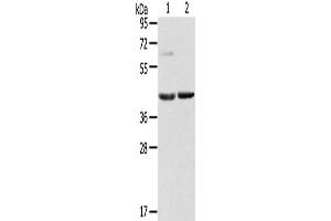 Western Blotting (WB) image for anti-Hypoxia Inducible Factor 1, alpha Subunit Inhibitor (HIF1AN) antibody (ABIN2435282) (HIF1AN Antikörper)