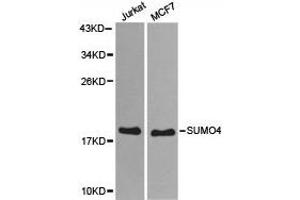 Western Blotting (WB) image for anti-Small Ubiquitin Related Modifier 4 (SUMO4) antibody (ABIN1874997) (SUMO4 Antikörper)