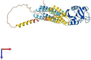 DC-SIGN/CD209 Protein (AA 1-404) (His tag)