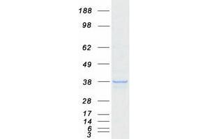 Western Blotting (WB) image for D-Aspartate Oxidase (DDO) (Transcript Variant 1) protein (Myc-DYKDDDDK Tag) (ABIN2712413)