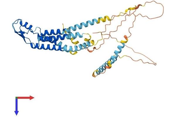 GJC1 Protein (AA 1-396) (His tag)